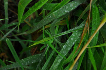 dew on the grass