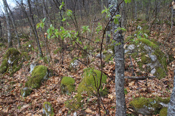 The ruins of an ancient stone fortress in forest on the Zlatibor mountain, Sljivovica, Serbia