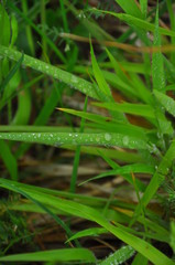 dew on the grass