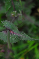 Fototapeta na wymiar caterpillar on a leaf