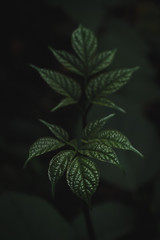 green leaves of tree