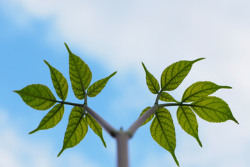 branch with green leaves on background of blue sky