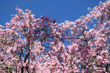 Nature Tree Landscape