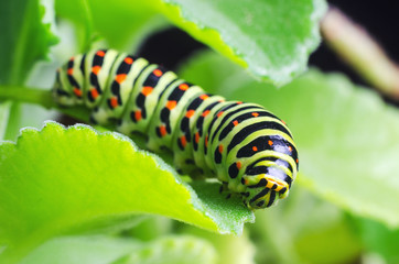 Caterpillar of the Machaon crawling on green leaves, close-up