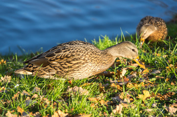 View of mallard ducks
