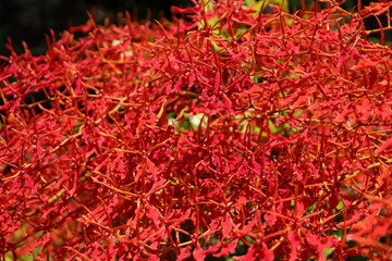 Fototapeta premium Orchid flower in tropical garden. The scientific name 