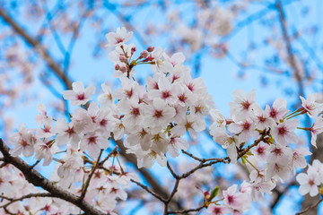 Beautiful cherry blossom sakura in spring time