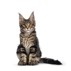 Handsome black tabby Maine Coon cat kitten, sitting facing front. Looking adead to camera with with green /brown eyes. Isolated on white background. Tail beside body