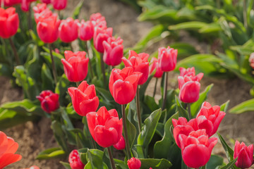 tulips field agriculture holland