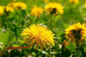 Blowball closeup blossom