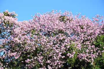 Nature Tree Landscape