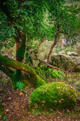 Forest landscape with mossy stone, mossy tree trunk and its root. Manavgat, Antalya, Turkey.