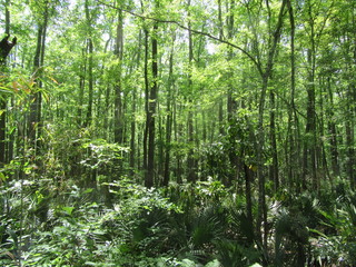 Fototapeta na wymiar wetland forest in Savannah Georgia