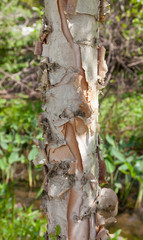 River birch bark trunk detail.