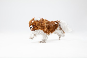 Spaniel puppy playing in studio. Cute doggy or pet is running isolated on white background. The...