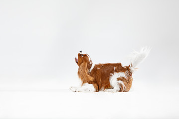 Spaniel puppy playing in studio. Cute doggy or pet is jumping isolated on white background. The...