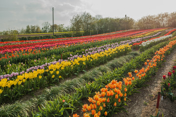 tulips field agriculture holland