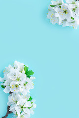 Flowers composition. Spring cherry blossom brancheson blue background. Flat lay, top view.
