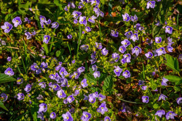 Obraz na płótnie Canvas glade with lilac small flowers