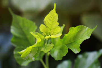 Mulberry leaves with soft focus and blurred background