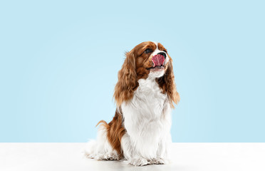 Spaniel puppy playing in studio. Cute doggy or pet is sitting isolated on blue background. The...