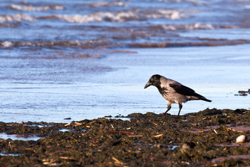 Crow collects food on the beach in the surf