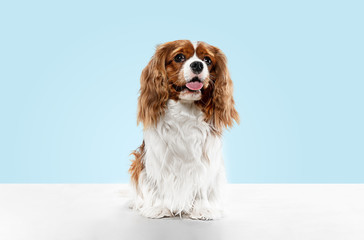 Spaniel puppy playing in studio. Cute doggy or pet is sitting isolated on blue background. The Cavalier King Charles. Negative space to insert your text or image. Concept of movement, animal rights. - obrazy, fototapety, plakaty