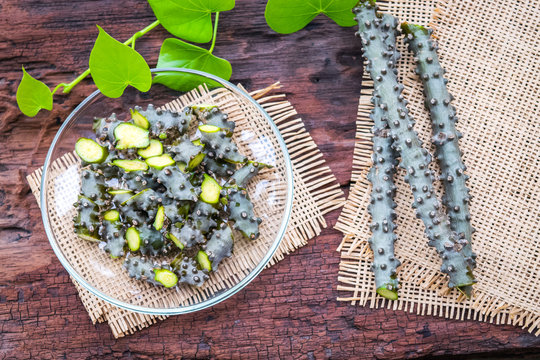 Tinospora cordifolia herb