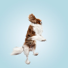 Spaniel puppy playing in studio. Cute doggy or pet is jumping isolated on blue background. The Cavalier King Charles. Negative space to insert your text or image. Concept of movement, animal rights.