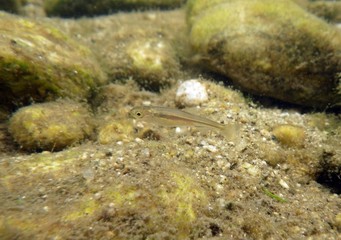 Juvenil (alevín) de Boga de río (Pseudochondrostoma polylepis) del río Lozoya en Madrid, España.