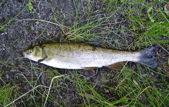 Boga de r&iacute;o (Pseudochondrostoma polylepis) del r&iacute;o Lozoya (cuenca del r&iacute;o Tajo) en Madrid, Espa&ntilde;a.