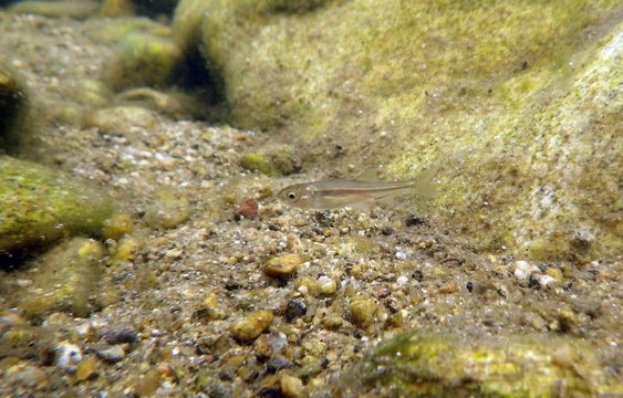 Juvenil (alev&iacute;n) de Boga del r&iacute;o (Pseudochondrostoma polylepis) del r&iacute;o Lozoya en Madrid, Espa&ntilde;a.