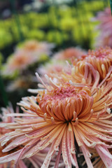 Beautiful Chrysanthemum flower close up as background picture