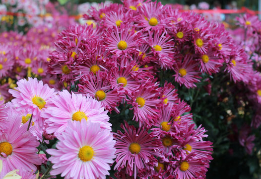 Beautiful pink chrysanthemum flowers as background picture