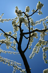 blooming of plum-tree against the blue sky