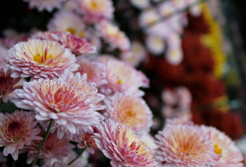 Beautiful chrysanthemum flowers close up as background picture	
