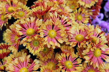 Beautiful red and yellow chrysanthemum flowers close up as background picture