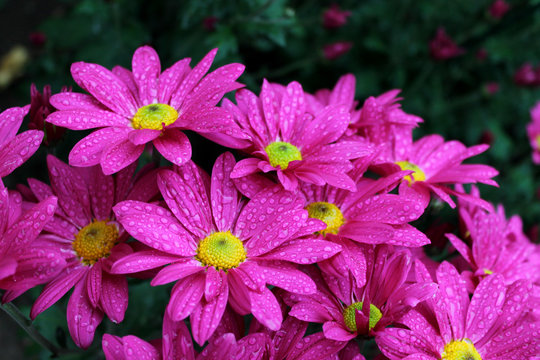 Beautiful pink chrysanthemum flowers as background picture	