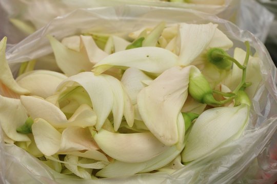 agasta flower for health at street food