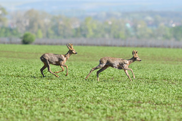 herd of roe deer running through a farm field in spring