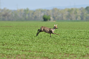 Naklejka na ściany i meble herd of roe deer running through a farm field in spring