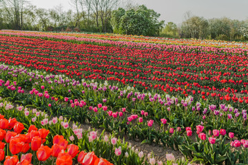 tulips field agriculture holland