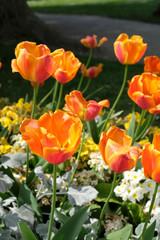 tulipes de saison