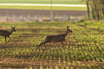 herd of roe deer running through a farm field in spring