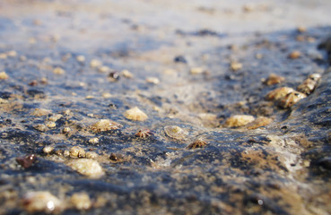 Seaweed seashells seafood near the shore close-up.