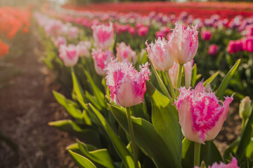 Obraz premium tulips field agriculture holland