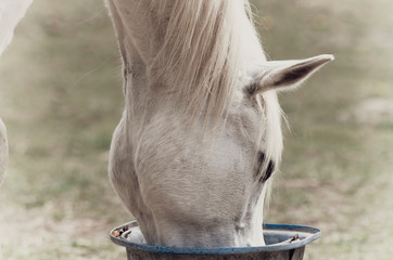 White horse eating a meal from a bucket.