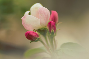 Kwiat jabłoni, różowe pąki kwiatowe,zdjęcie makro. 