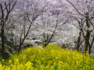 Fototapeta premium Many type of flower full blooming at the east lake park.