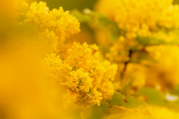 Kwitnący ostrokrzew kolczasty, żółte kwiaty, ujęcie makro. - obrazy, fototapety, plakaty